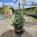 Smrek pichľavý (Picea pungens) ´SUPER BLUE´ - výška 140-160 cm, kont. C45L